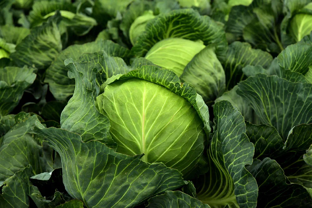 Cabbage Tarte Tatin