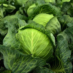 Cabbage Tarte Tatin